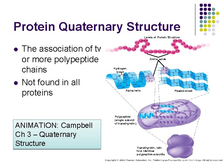 Protein Quaternary Structure Levels of Protein Structure l l The association of two or
