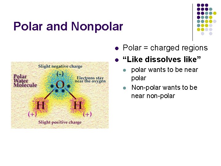 Polar and Nonpolar l l Polar = charged regions “Like dissolves like” l l