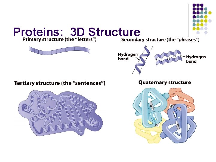 Proteins: 3 D Structure 