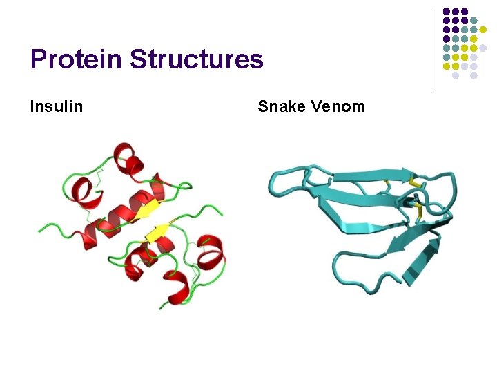 Protein Structures Insulin Snake Venom 