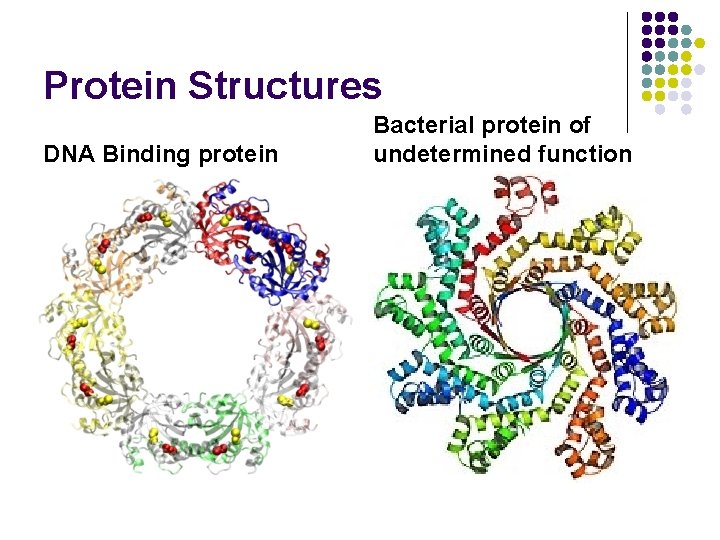 Protein Structures DNA Binding protein Bacterial protein of undetermined function 