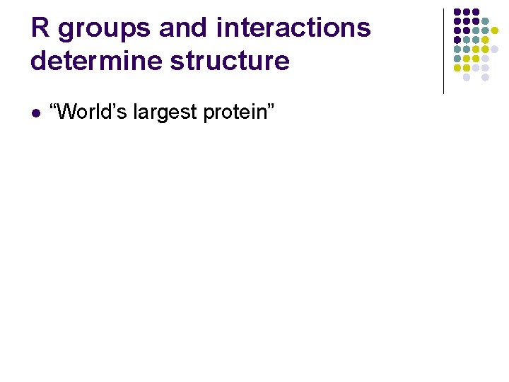 R groups and interactions determine structure l “World’s largest protein” 
