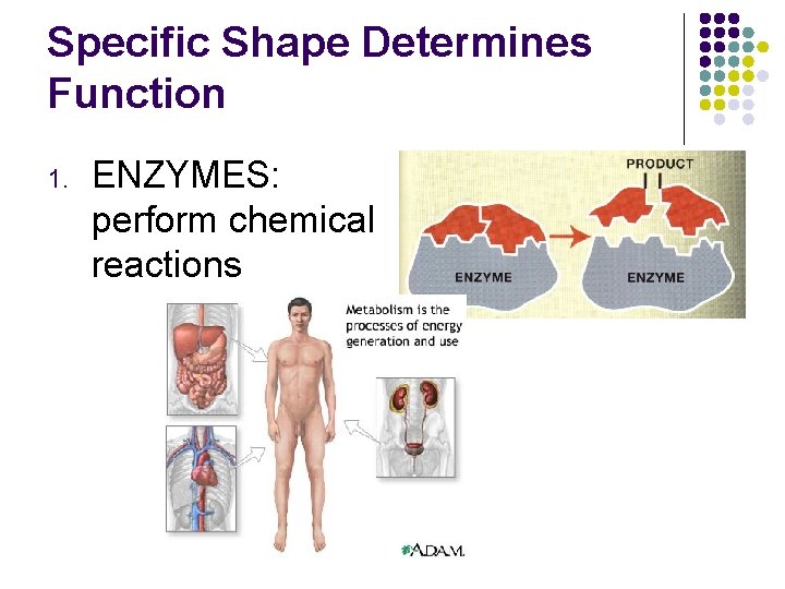 Specific Shape Determines Function 1. ENZYMES: perform chemical reactions 