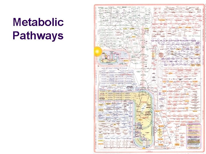 Metabolic Pathways 