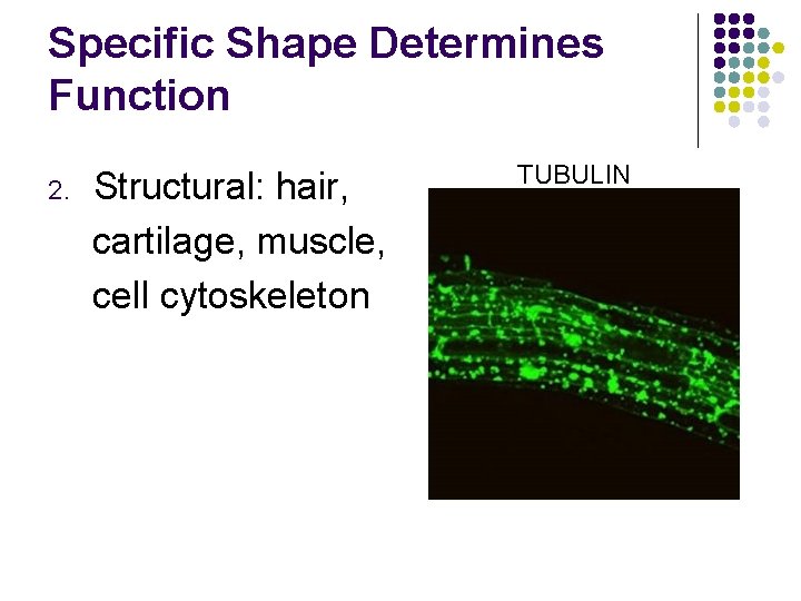 Specific Shape Determines Function 2. Structural: hair, cartilage, muscle, cell cytoskeleton TUBULIN 