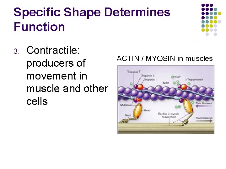 Specific Shape Determines Function 3. Contractile: producers of movement in muscle and other cells