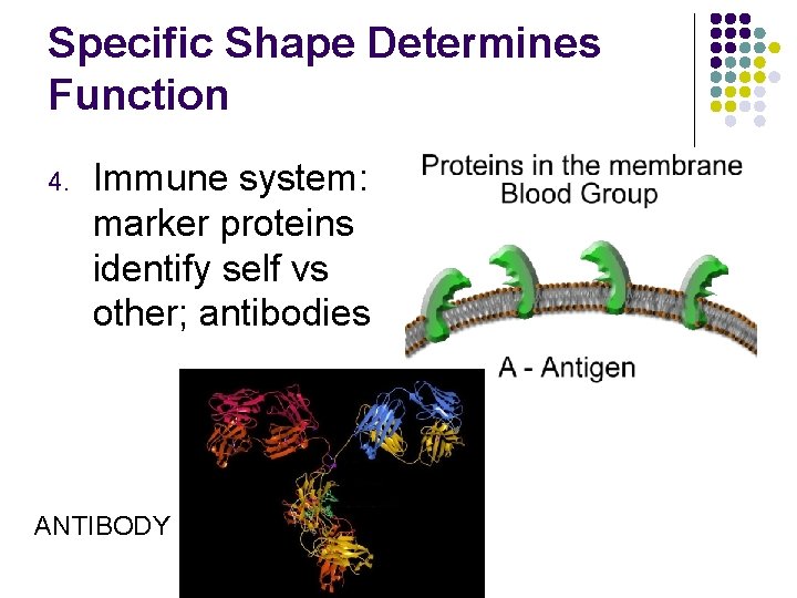 Specific Shape Determines Function 4. Immune system: marker proteins identify self vs other; antibodies