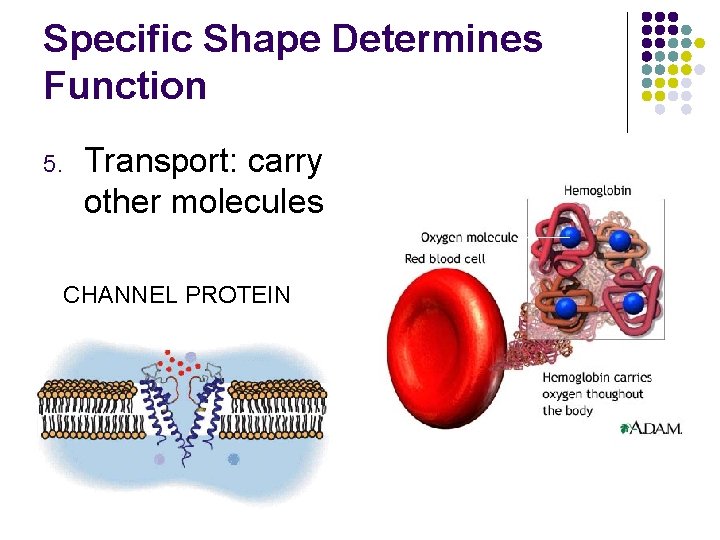 Specific Shape Determines Function 5. Transport: carry other molecules CHANNEL PROTEIN 