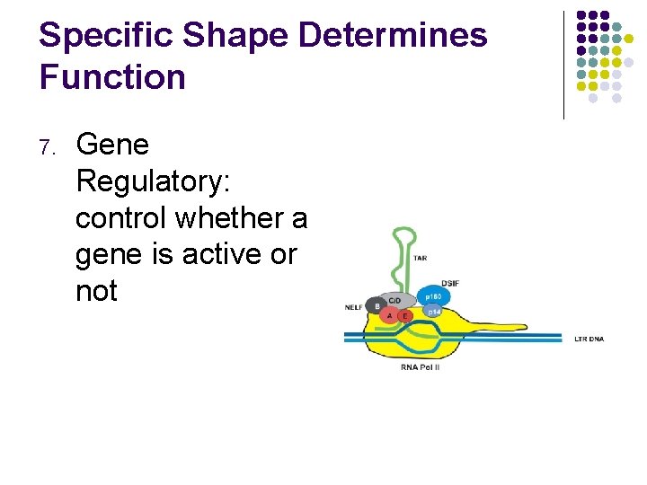 Specific Shape Determines Function 7. Gene Regulatory: control whether a gene is active or