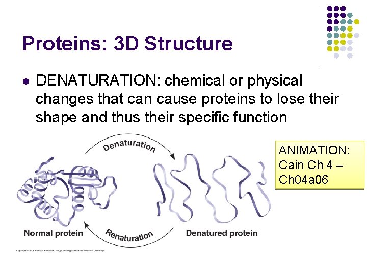 Proteins: 3 D Structure l DENATURATION: chemical or physical changes that can cause proteins