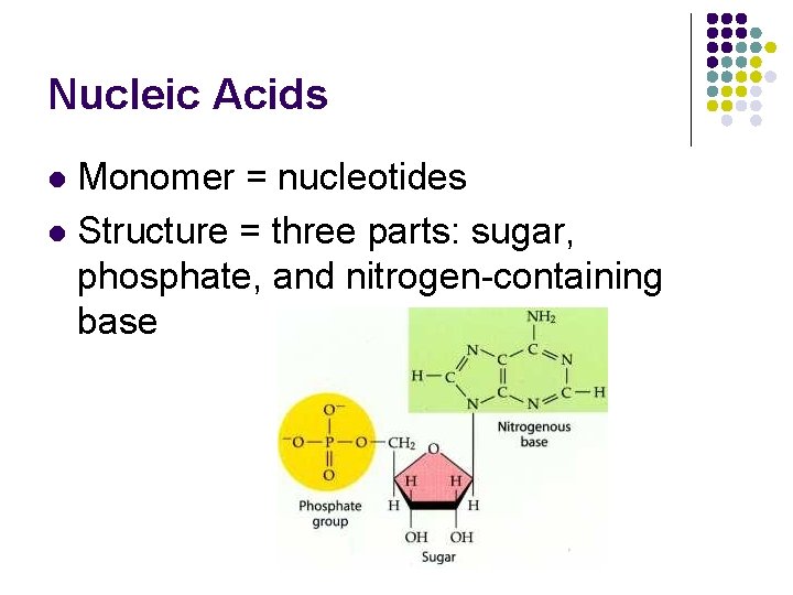 Nucleic Acids Monomer = nucleotides l Structure = three parts: sugar, phosphate, and nitrogen-containing