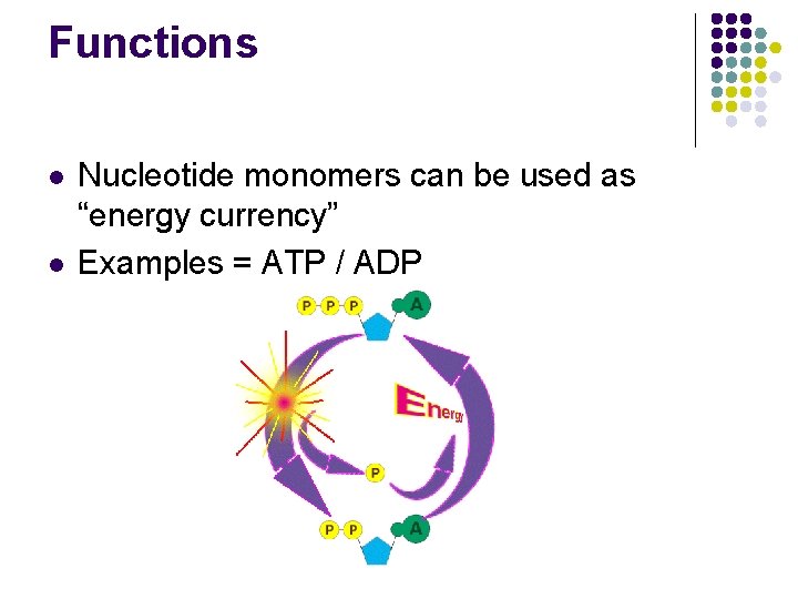 Functions l l Nucleotide monomers can be used as “energy currency” Examples = ATP