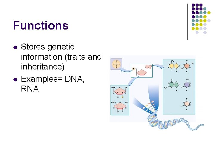 Functions l l Stores genetic information (traits and inheritance) Examples= DNA, RNA 