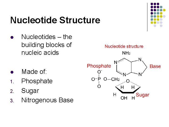 Nucleotide Structure l Nucleotides – the building blocks of nucleic acids l Made of: