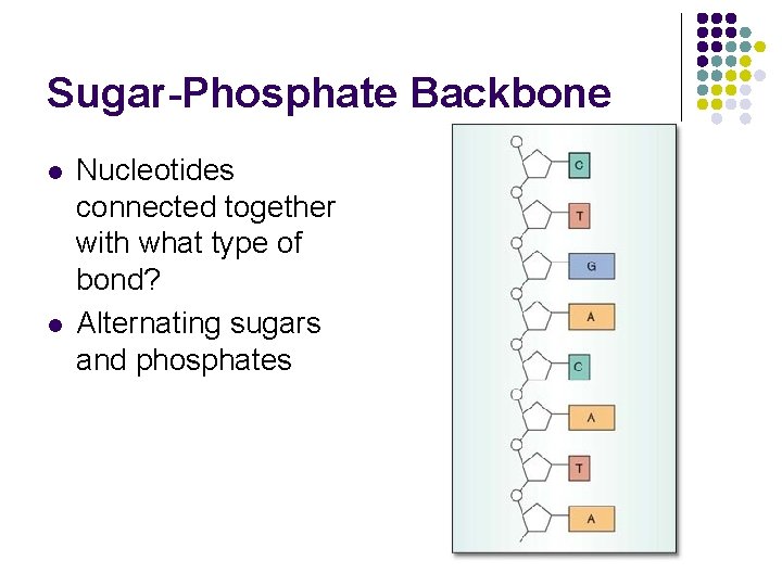 Sugar-Phosphate Backbone l l Nucleotides connected together with what type of bond? Alternating sugars