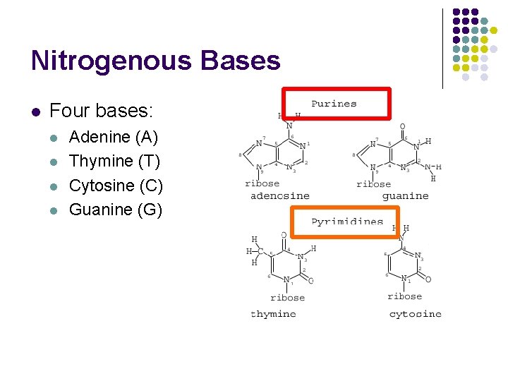 Nitrogenous Bases l Four bases: l l Adenine (A) Thymine (T) Cytosine (C) Guanine