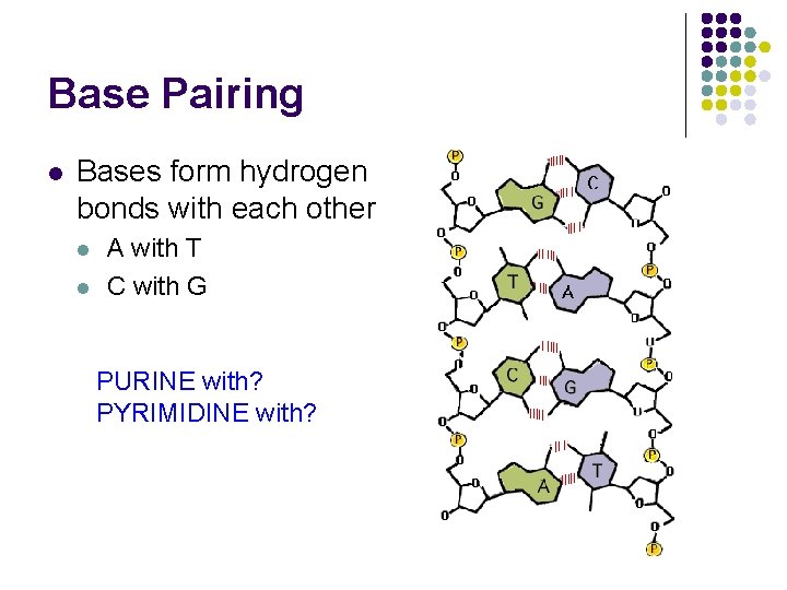 Base Pairing l Bases form hydrogen bonds with each other l l A with