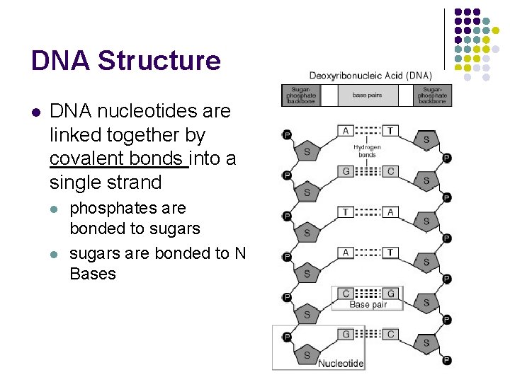 DNA Structure l DNA nucleotides are linked together by covalent bonds into a single
