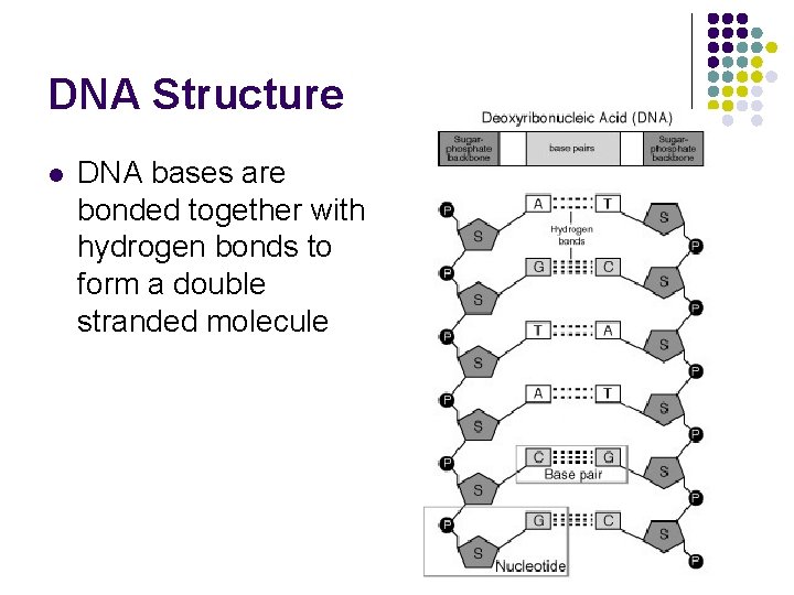 DNA Structure l DNA bases are bonded together with hydrogen bonds to form a