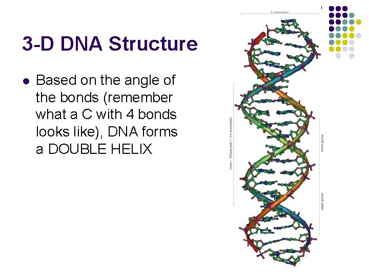 3 -D DNA Structure l Based on the angle of the bonds (remember what
