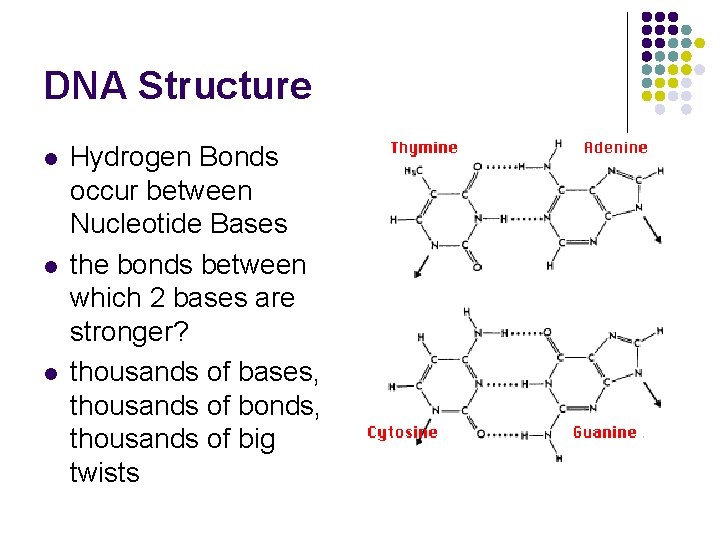 DNA Structure l l l Hydrogen Bonds occur between Nucleotide Bases the bonds between