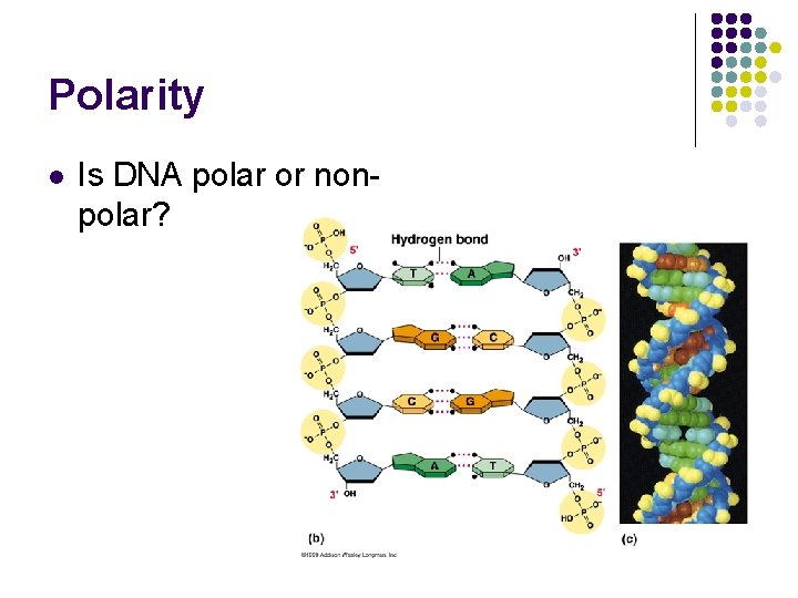 Polarity l Is DNA polar or nonpolar? 