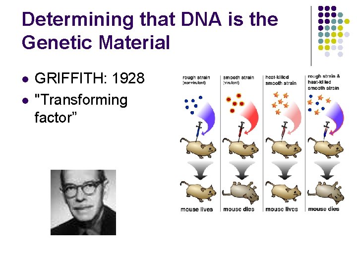 Determining that DNA is the Genetic Material l l GRIFFITH: 1928 "Transforming factor” 