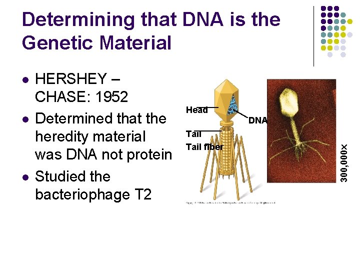 Determining that DNA is the Genetic Material l l HERSHEY – CHASE: 1952 Determined
