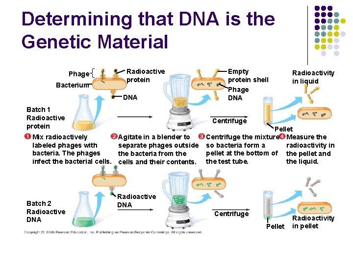 Determining that DNA is the Genetic Material Phage Bacterium Radioactive protein DNA Batch 1