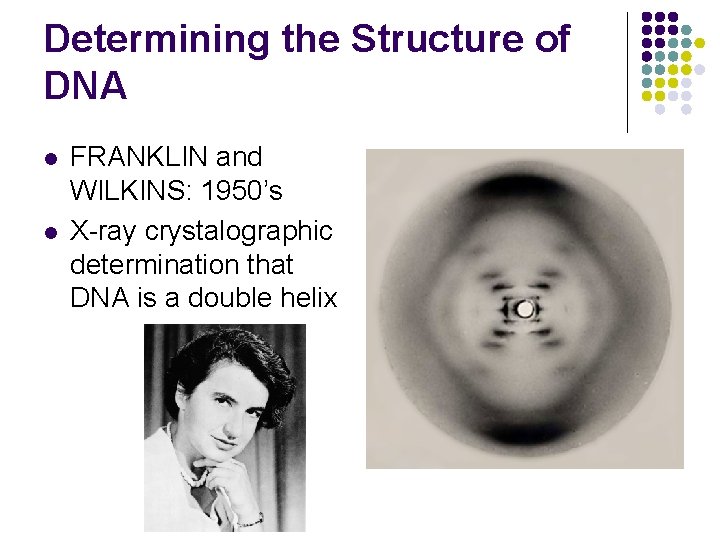 Determining the Structure of DNA l l FRANKLIN and WILKINS: 1950’s X-ray crystalographic determination