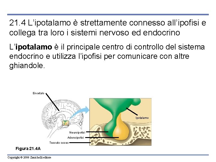 21. 4 L’ipotalamo è strettamente connesso all’ipofisi e collega tra loro i sistemi nervoso 21. 4 L’ipotalamo è strettamente connesso all’ipofisi e collega tra loro i sistemi nervoso