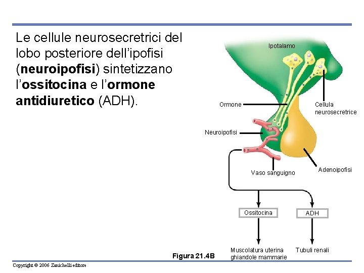 Le cellule neurosecretrici del lobo posteriore dell’ipofisi (neuroipofisi) sintetizzano l’ossitocina e l’ormone antidiuretico (ADH). Le cellule neurosecretrici del lobo posteriore dell’ipofisi (neuroipofisi) sintetizzano l’ossitocina e l’ormone antidiuretico (ADH).