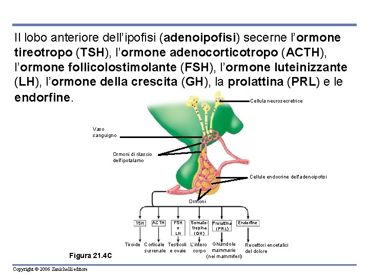 Il lobo anteriore dell’ipofisi (adenoipofisi) secerne l’ormone tireotropo (TSH), l’ormone adenocorticotropo (ACTH), l’ormone follicolostimolante Il lobo anteriore dell’ipofisi (adenoipofisi) secerne l’ormone tireotropo (TSH), l’ormone adenocorticotropo (ACTH), l’ormone follicolostimolante