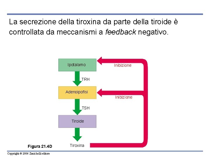 La secrezione della tiroxina da parte della tiroide è controllata da meccanismi a feedback La secrezione della tiroxina da parte della tiroide è controllata da meccanismi a feedback