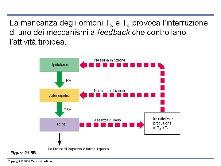 La mancanza degli ormoni T 3 e T 4 provoca l’interruzione di uno dei La mancanza degli ormoni T 3 e T 4 provoca l’interruzione di uno dei