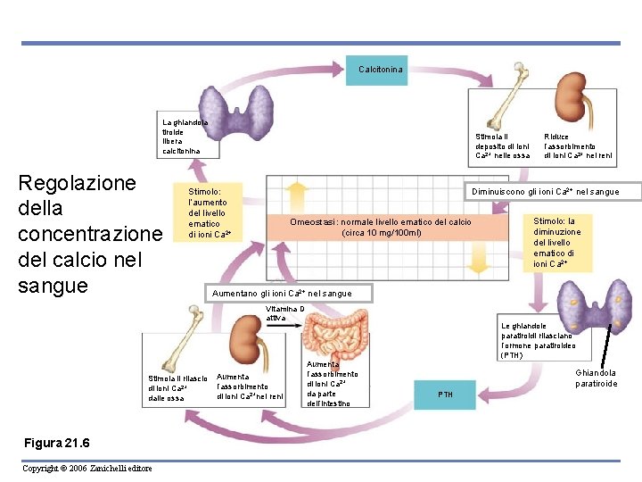 Calcitonina La ghiandola tiroide libera calcitonina Regolazione della concentrazione del calcio nel sangue Stimola Calcitonina La ghiandola tiroide libera calcitonina Regolazione della concentrazione del calcio nel sangue Stimola