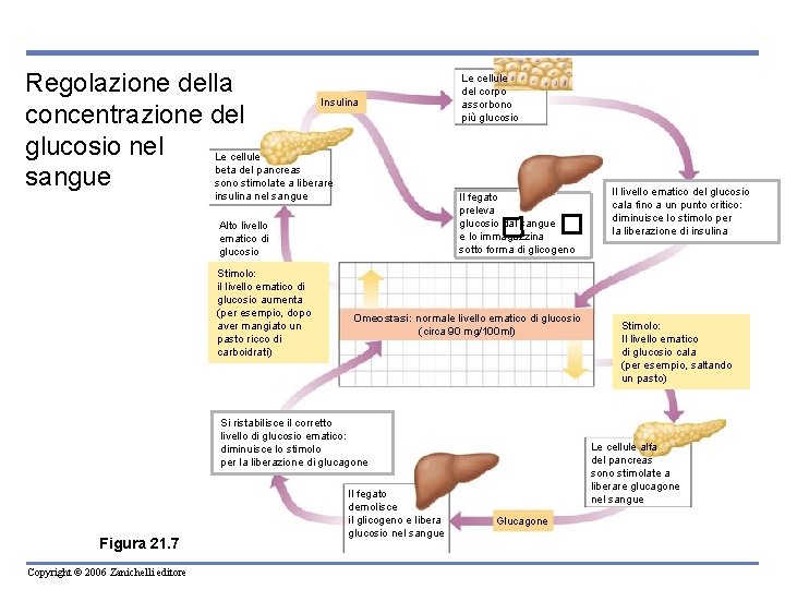 Regolazione della Insulina concentrazione del glucosio nel Le cellule beta del pancreas sangue sono Regolazione della Insulina concentrazione del glucosio nel Le cellule beta del pancreas sangue sono