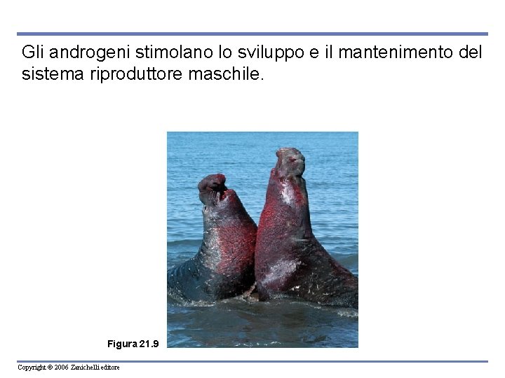 Gli androgeni stimolano lo sviluppo e il mantenimento del sistema riproduttore maschile. Figura 21. Gli androgeni stimolano lo sviluppo e il mantenimento del sistema riproduttore maschile. Figura 21.
