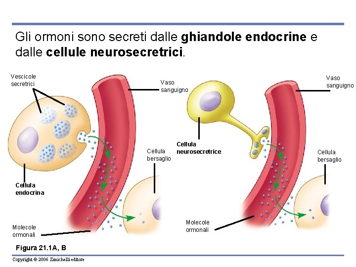 Gli ormoni sono secreti dalle ghiandole endocrine e dalle cellule neurosecretrici. Vescicole secretrici Vaso Gli ormoni sono secreti dalle ghiandole endocrine e dalle cellule neurosecretrici. Vescicole secretrici Vaso