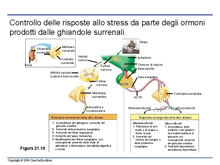 Controllo delle risposte allo stress da parte degli ormoni prodotti dalle ghiandole surrenali. Stress Controllo delle risposte allo stress da parte degli ormoni prodotti dalle ghiandole surrenali. Stress