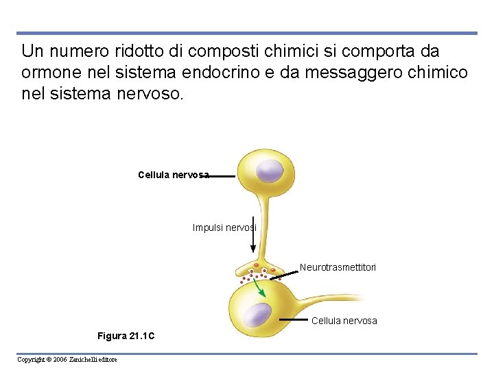 Un numero ridotto di composti chimici si comporta da ormone nel sistema endocrino e Un numero ridotto di composti chimici si comporta da ormone nel sistema endocrino e