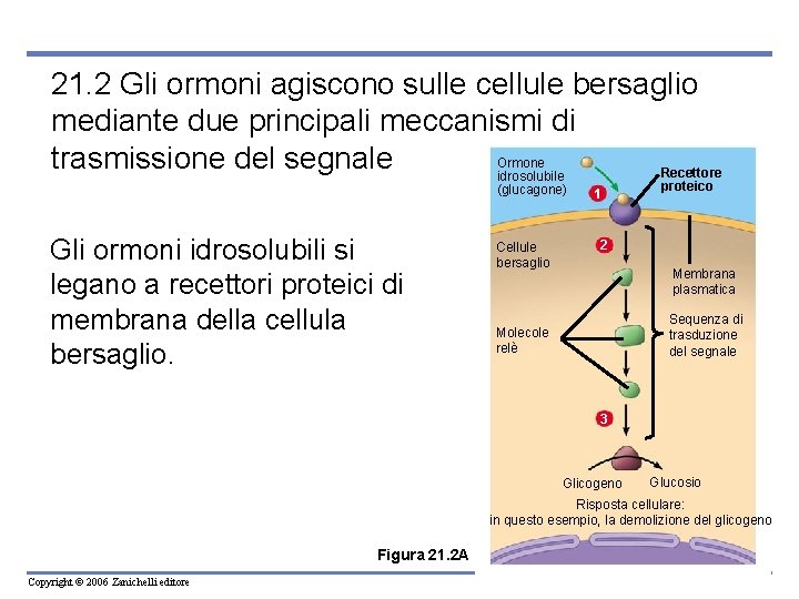 21. 2 Gli ormoni agiscono sulle cellule bersaglio mediante due principali meccanismi di Ormone 21. 2 Gli ormoni agiscono sulle cellule bersaglio mediante due principali meccanismi di Ormone