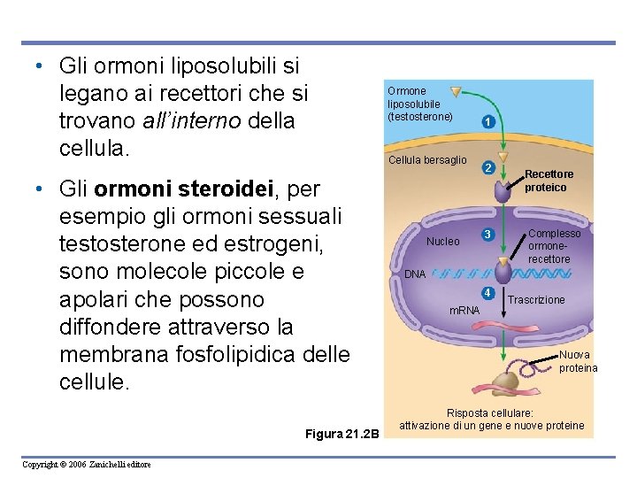 • Gli ormoni liposolubili si legano ai recettori che si trovano all’interno della • Gli ormoni liposolubili si legano ai recettori che si trovano all’interno della