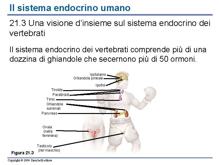 Il sistema endocrino umano 21. 3 Una visione d’insieme sul sistema endocrino dei vertebrati Il sistema endocrino umano 21. 3 Una visione d’insieme sul sistema endocrino dei vertebrati