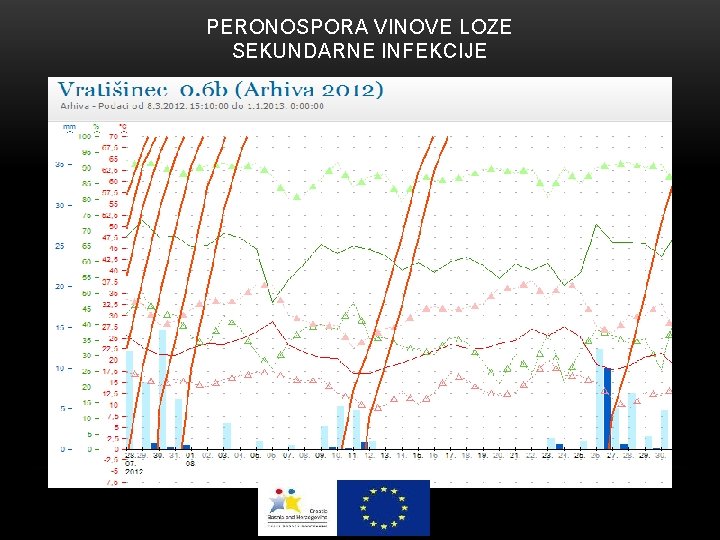 PERONOSPORA VINOVE LOZE SEKUNDARNE INFEKCIJE 