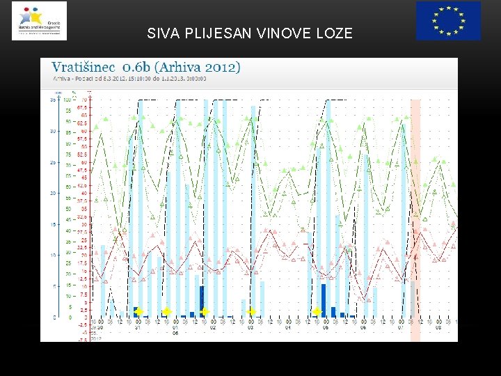 SIVA PLIJESAN VINOVE LOZE 