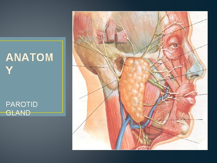 ANATOM Y PAROTID GLAND 