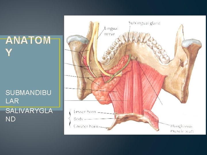 ANATOM Y SUBMANDIBU LAR SALIVARYGLA ND 