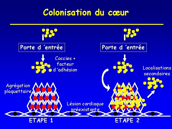 Colonisation du cœur Porte d ’entrée Coccies + facteur d ’adhésion Localisations secondaires Agrégation