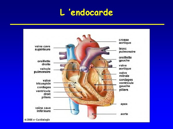 L ’endocarde 